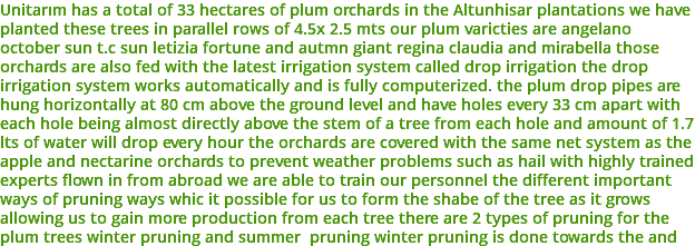 Unitarım has a total of 33 hectares of plum orchards in the Altunhisar plantations we have planted these trees in parallel rows of 4.5x 2.5 mts our plum varicties are angelano october sun t.c sun letizia fortune and autmn giant regina claudia and mirabella those orchards are also fed with the latest irrigation system called drop irrigation the drop irrigation system works automatically and is fully computerized. the plum drop pipes are hung horizontally at 80 cm above the ground level and have holes every 33 cm apart with each hole being almost directly above the stem of a tree from each hole and amount of 1.7 lts of water will drop every hour the orchards are covered with the same net system as the apple and nectarine orchards to prevent weather problems such as hail with highly trained experts flown in from abroad we are able to train our personnel the different important ways of pruning ways whic it possible for us to form the shabe of the tree as it grows allowing us to gain more production from each tree there are 2 types of pruning for the plum trees winter pruning and summer pruning winter pruning is done towards the and 